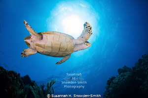 "Beneath" - A hawksbill sea turtle soars beneath the sun ... by Susannah H. Snowden-Smith 